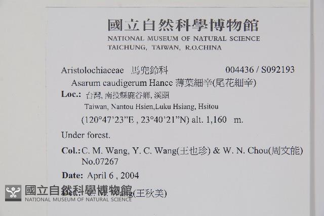 薄葉細辛、尾花細辛藏品圖，第2張