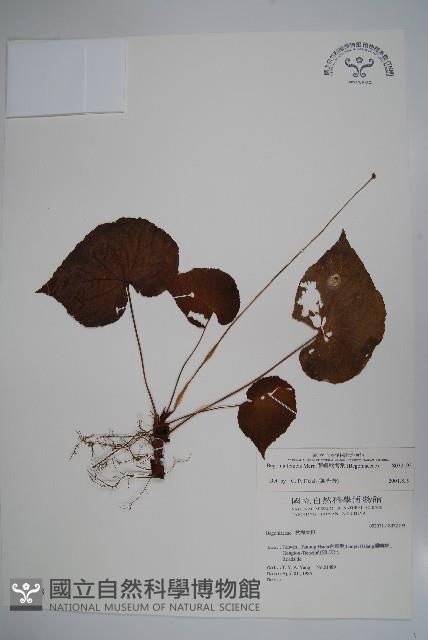 蘭嶼秋海棠藏品圖，第1張