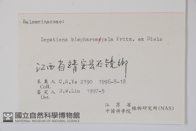 睫毛萼鳳仙花藏品圖，第2張