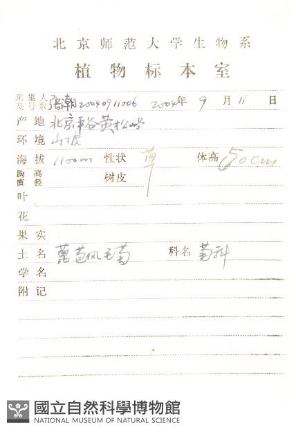 蓖苞風毛菊藏品圖，第2張