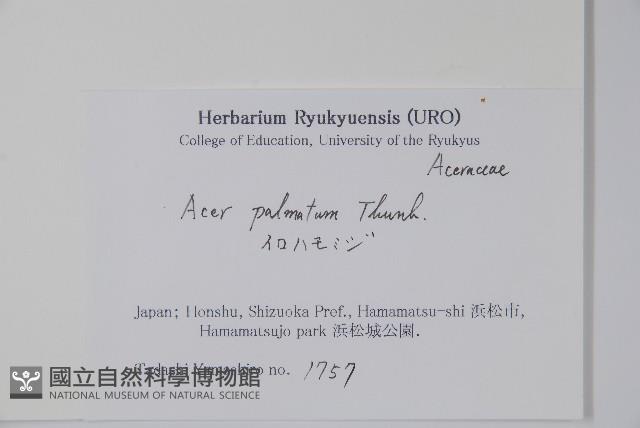 雞爪槭藏品圖，第2張