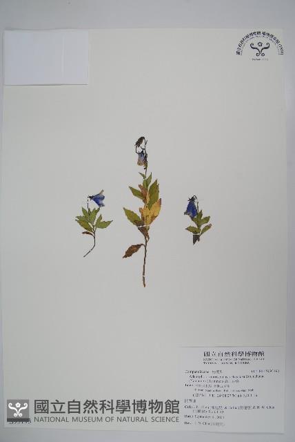 高山沙參藏品圖，第1張
