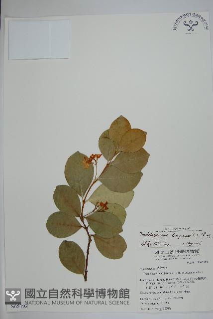 蘭嶼絡石藏品圖，第1張