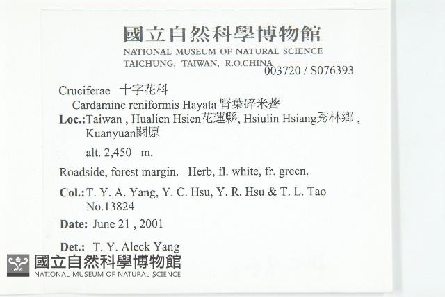 玉山筷子芥藏品圖，第2張