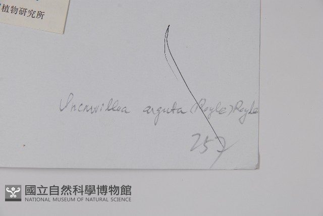 毛子草藏品圖，第2張