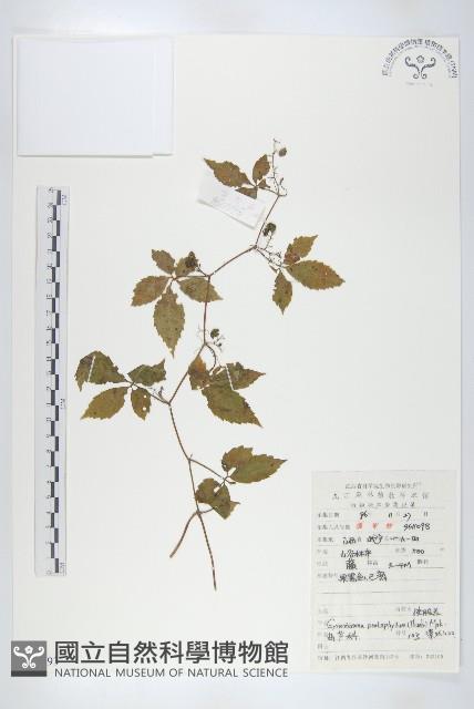 絞股藍藏品圖，第1張