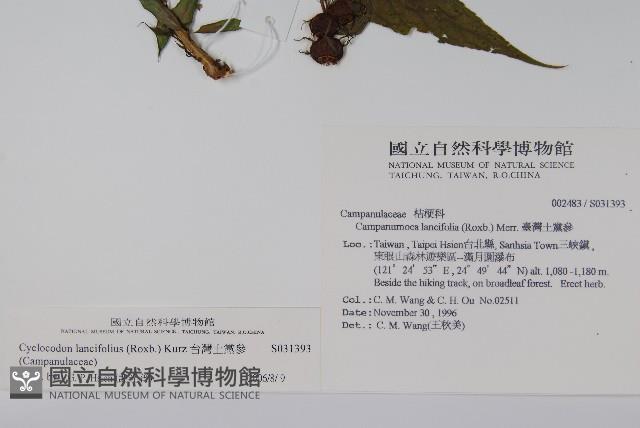 台灣土黨參藏品圖，第2張