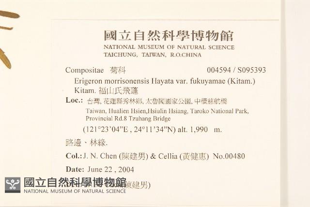 福山氏飛蓬藏品圖，第2張