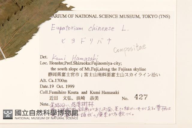 華澤蘭藏品圖，第2張