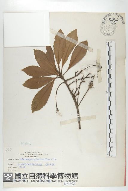 杜英、山杜英、蘭嶼杜英藏品圖，第1張