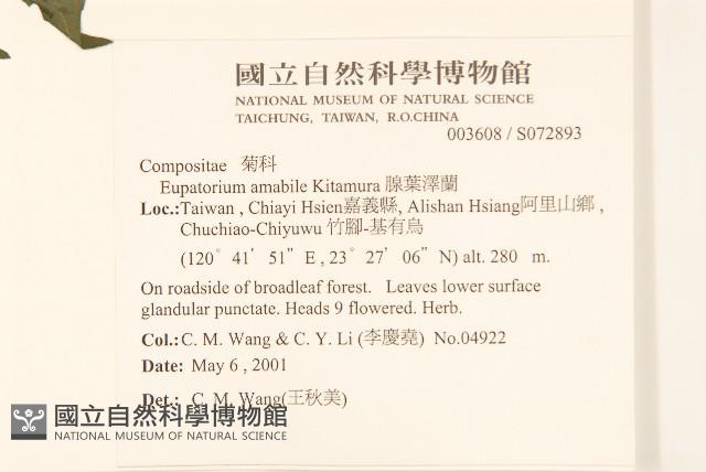 腺葉澤蘭藏品圖，第2張