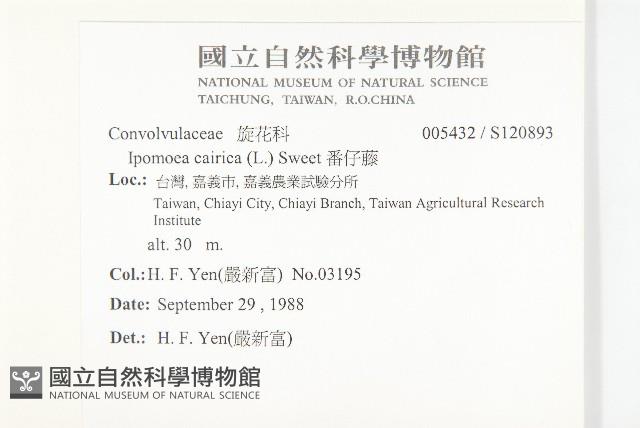 番仔藤藏品圖，第2張