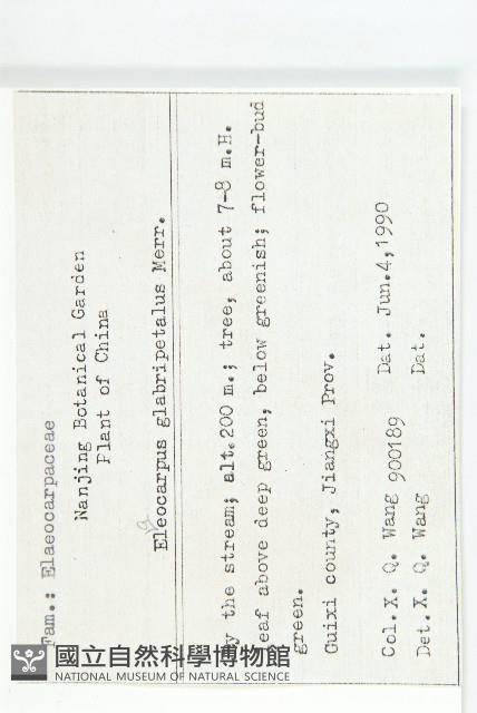 禿瓣杜英藏品圖，第2張