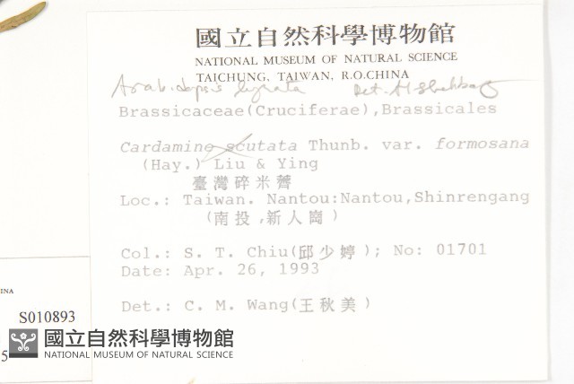 玉山筷子芥藏品圖，第2張