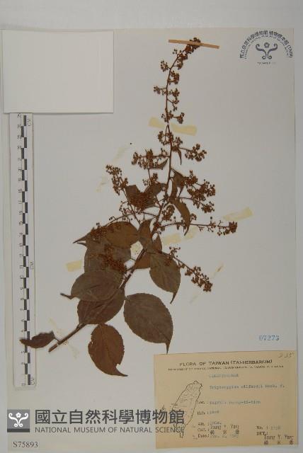 雷公藤藏品圖，第1張