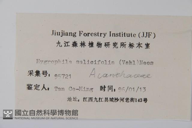 柳葉水蓑衣藏品圖，第2張