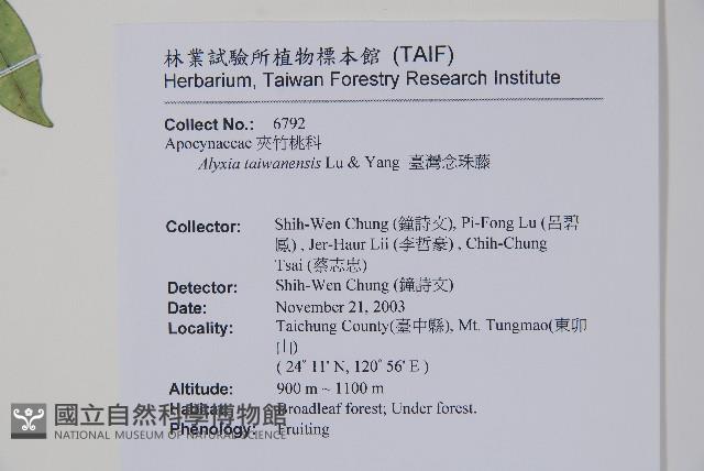 台灣念珠藤藏品圖，第2張