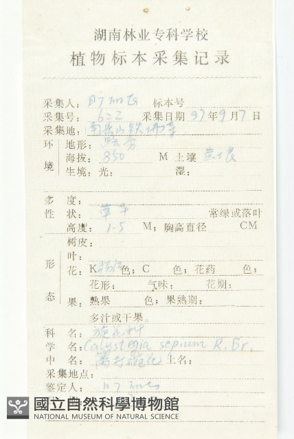 篱打碗花藏品圖，第2張