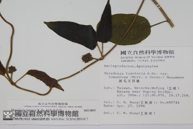 絨毛芙蓉蘭藏品圖，第2張