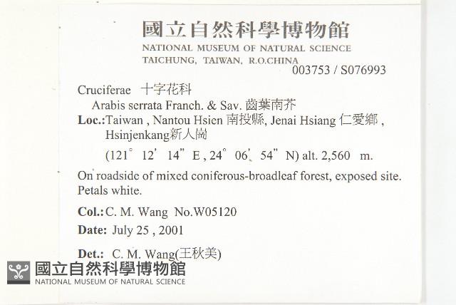 齒葉南芥、齒葉筷子芥藏品圖，第2張