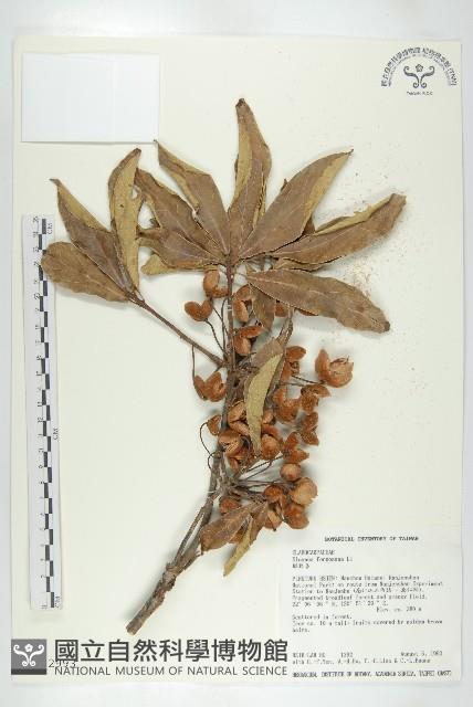 猴歡喜藏品圖，第1張