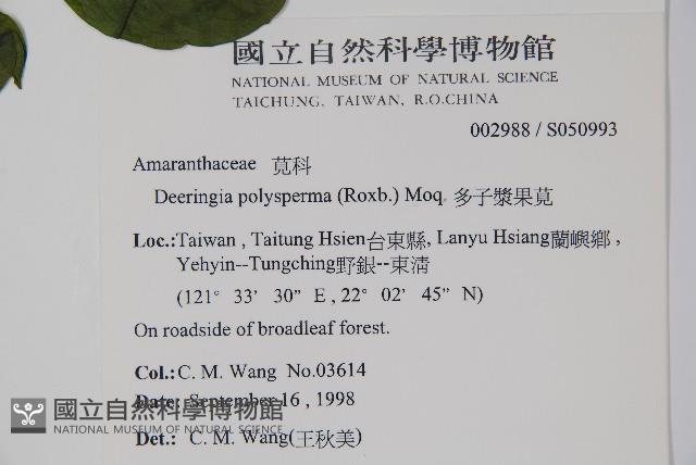 多子漿果莧藏品圖，第2張