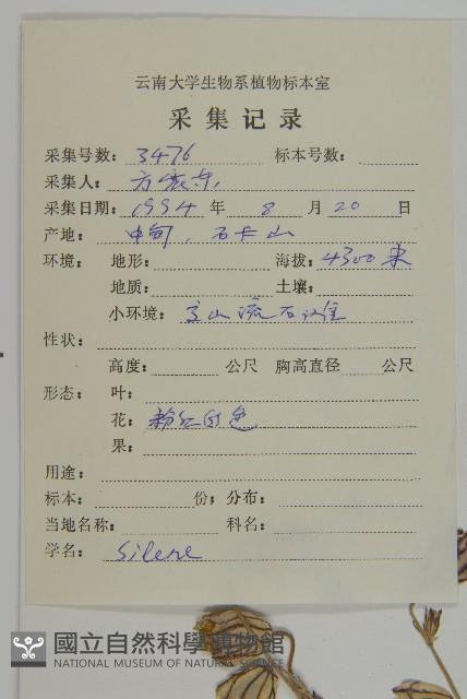 寬葉變黑繩子草藏品圖，第2張