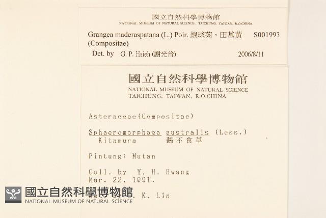 線球菊、田基黃藏品圖，第2張