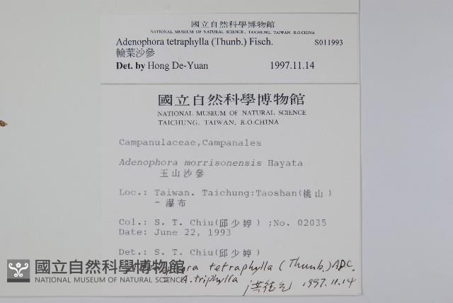 輪葉沙參藏品圖，第2張