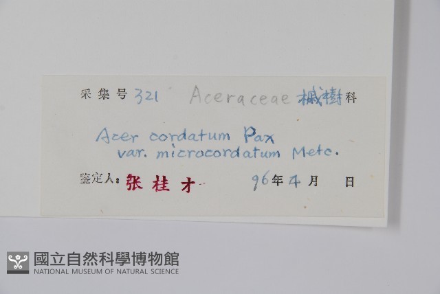 小紫果槭藏品圖，第2張