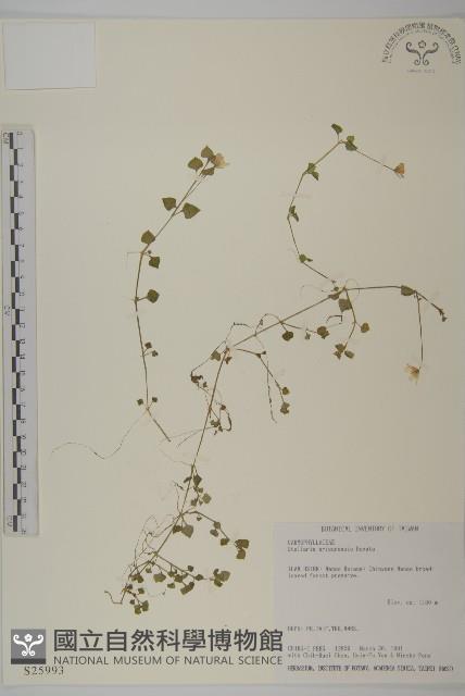 阿里山繁縷藏品圖，第1張