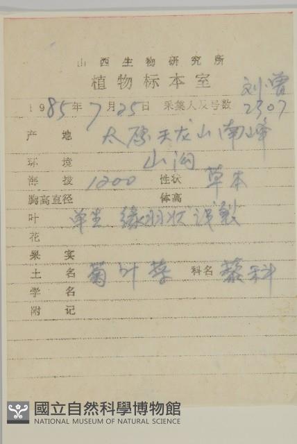 菊葉香藜藏品圖，第2張