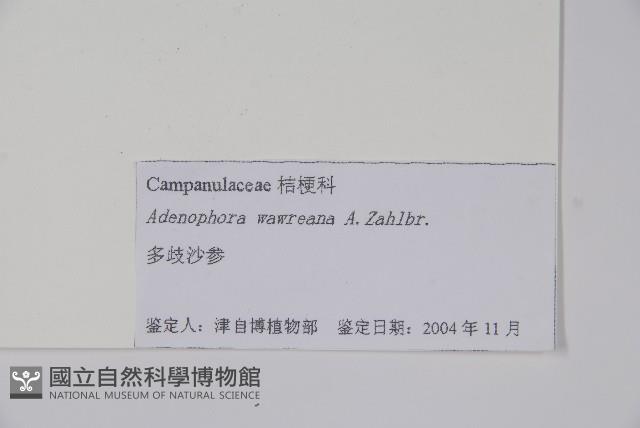 多歧沙參藏品圖，第2張