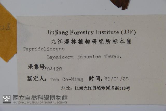 忍冬、金銀花藏品圖，第2張