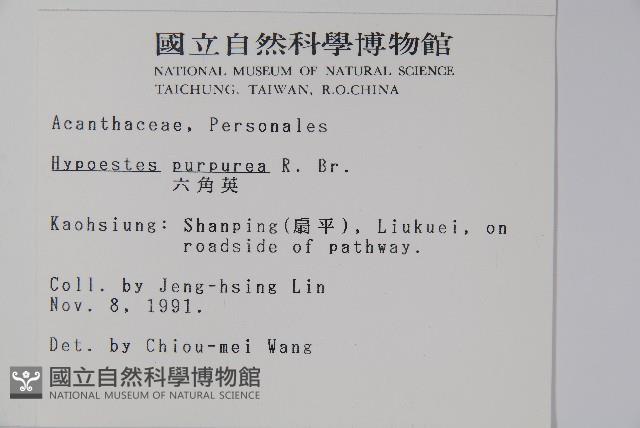 六角英, 槍刀菜藏品圖，第2張