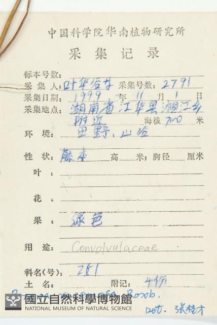 飛蛾藤藏品圖，第2張