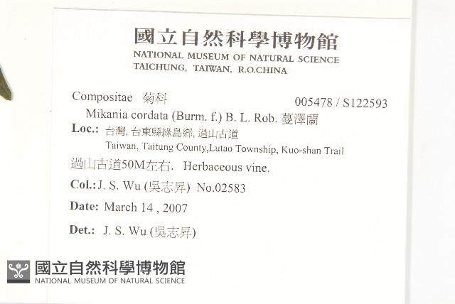 蔓澤蘭藏品圖，第2張