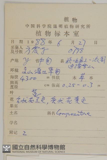 柔軟紫菀藏品圖，第2張