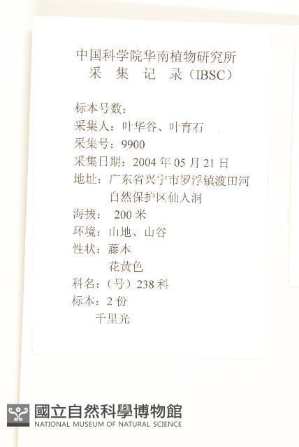 蔓黃菀藏品圖，第2張