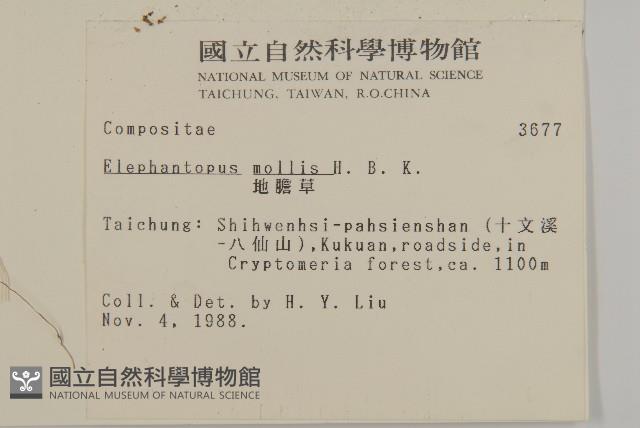 地膽草、毛蓮菜藏品圖，第2張
