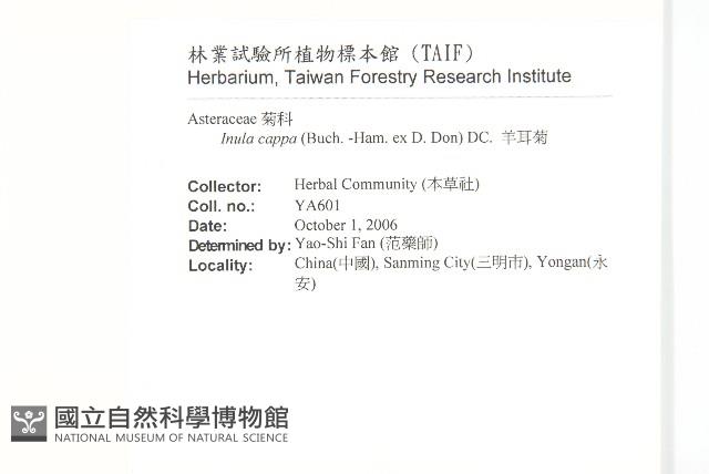 羊耳菊藏品圖，第2張