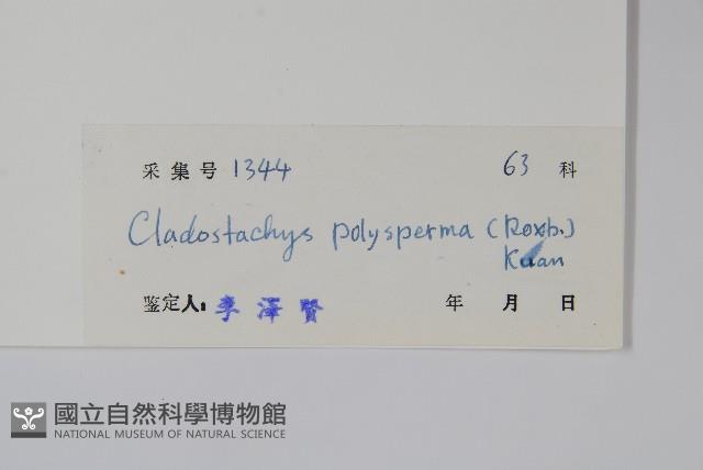 多子漿果莧藏品圖，第2張