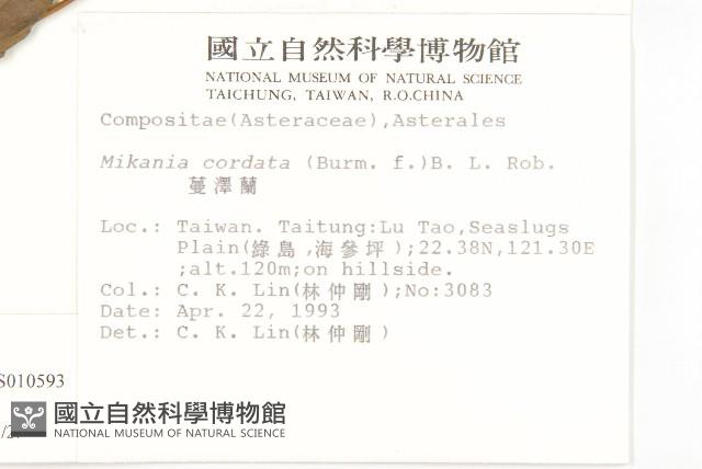 腺葉澤蘭藏品圖，第2張