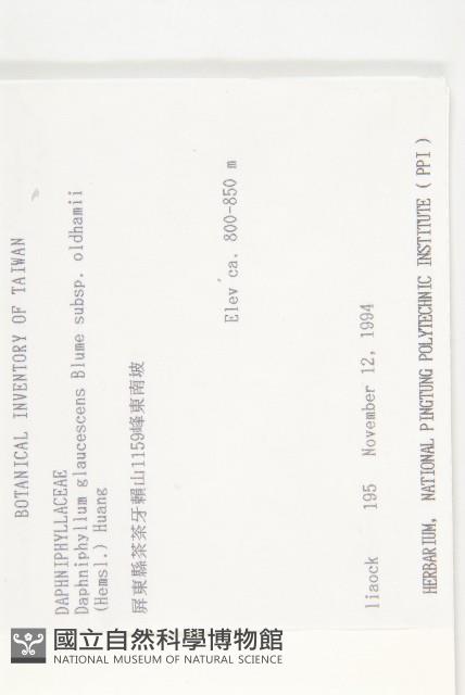 耿氏虎皮楠藏品圖，第2張