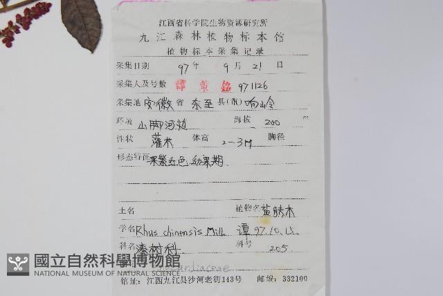 鹽膚木藏品圖，第2張