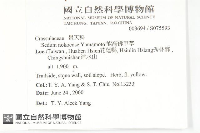 能高佛甲草藏品圖，第2張