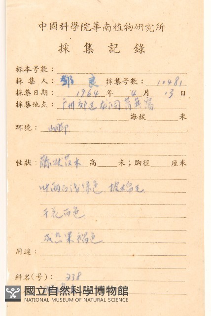 茄葉斑鳩菊藏品圖，第2張