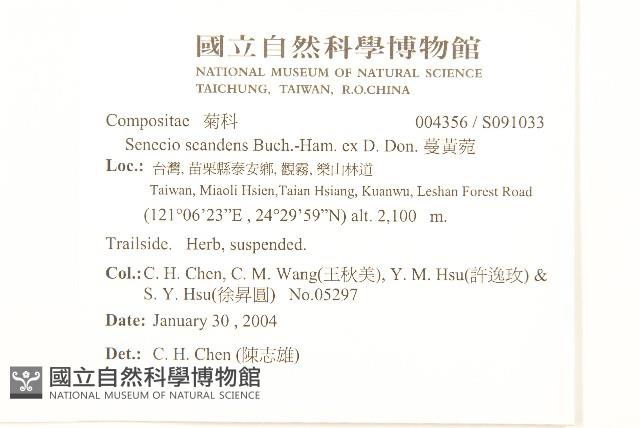 蔓黃菀藏品圖，第2張