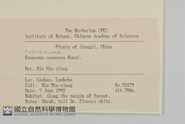 厚葉衛矛, 源一木藏品圖，第2張