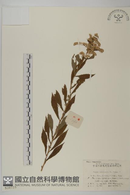 加拿大蓬藏品圖，第1張